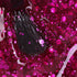 Gel Polish • 788 Pink Passion (semi-transparent) • 21FREE